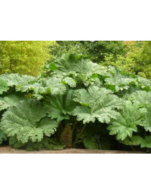 Gunnera manicata (3lt)