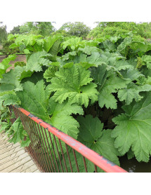 Gunnera manicata (3lt)