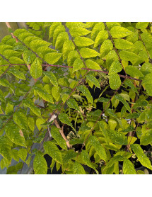 Gymnocladus dioica  (12lt)