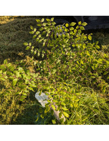 Gymnocladus dioica  (12lt)