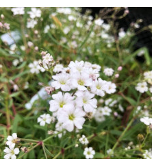 Gypsophila repens Filou White (0.8lt)
