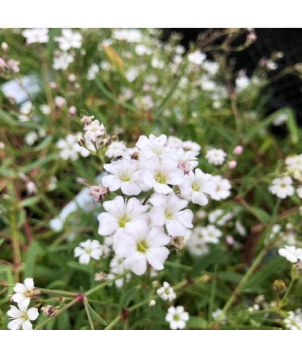 Gypsophila repens Filou White (1lt)