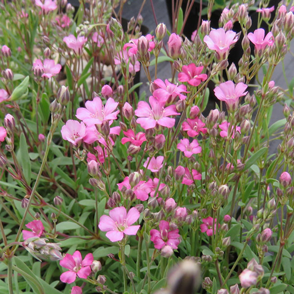 Gypsophila repens Rosea (1lt)