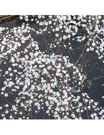 Gypsophila paniculata Bristol Fairy (1.5lt)