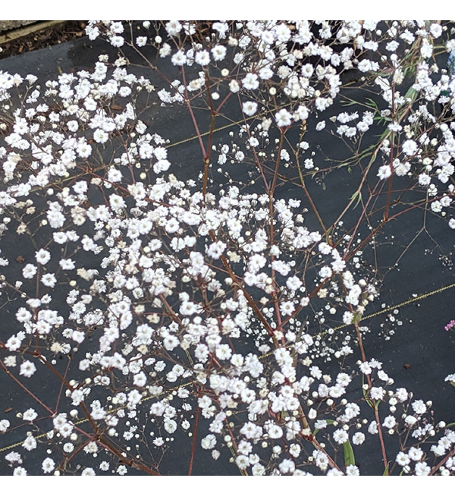 Gypsophila paniculata Bristol Fairy (1.5lt)