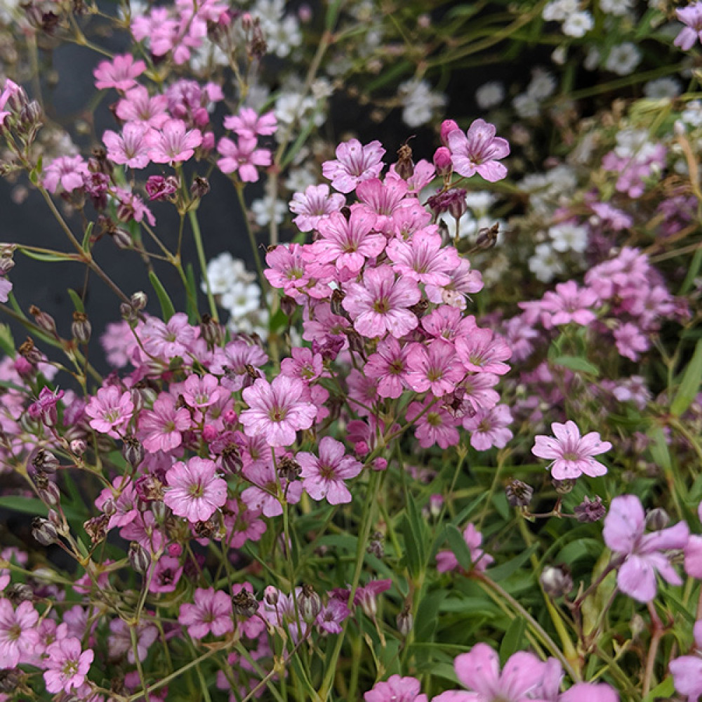 Gypsophila repens Filou Rose (1lt)