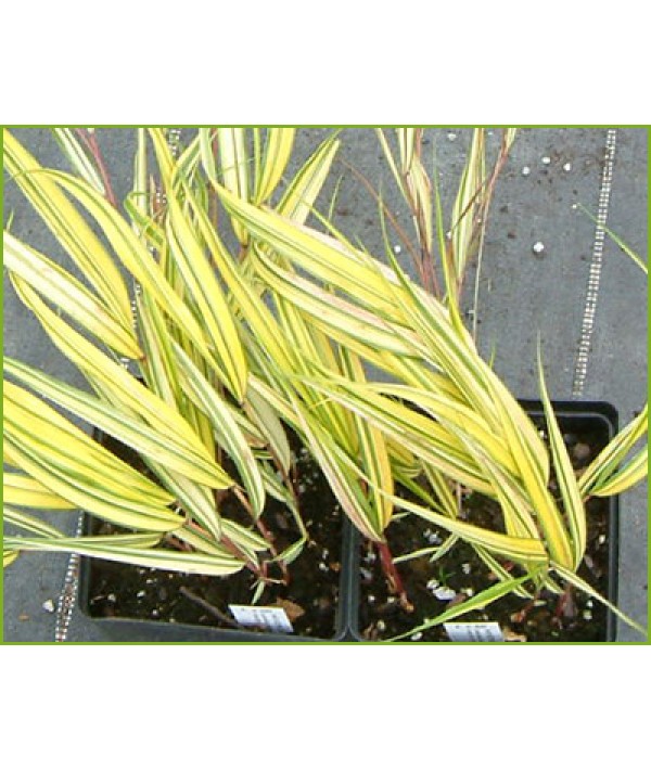 Hakonechloa macra Aureola (0.8lt)