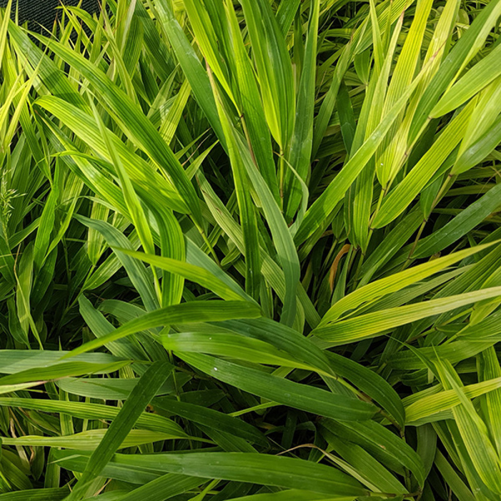 Hakonechloa macra (1.5lt)