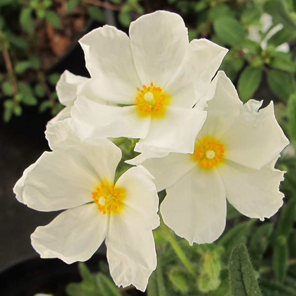 Halimiocistus Ingwersenii (3lt)