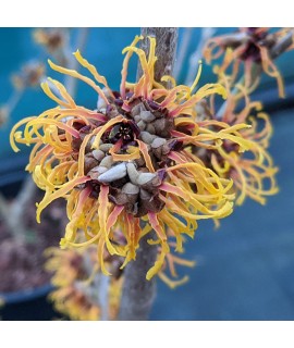 Hamamelis x intermedia Orange Beauty (12lt)