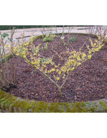 Hamamelis x intermedia Arnold Promise (5lt)