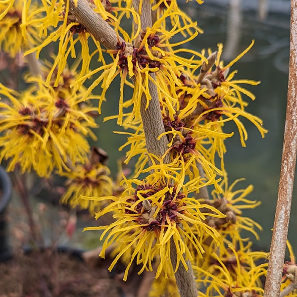 Plants for Winter Interest