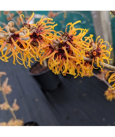 Hamamelis x intermedia Orange Beauty (12lt)