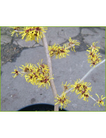Hamamelis x intermedia Barmstedt Gold (3lt)