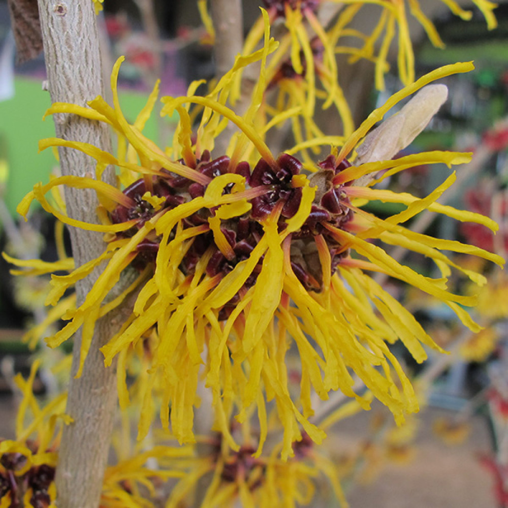 Hamamelis x intermedia Barmstedt Gold (3lt)