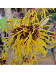 Hamamelis x intermedia Barmstedt Gold (3lt)