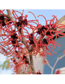 Hamamelis x intermedia Jelena (12lt)