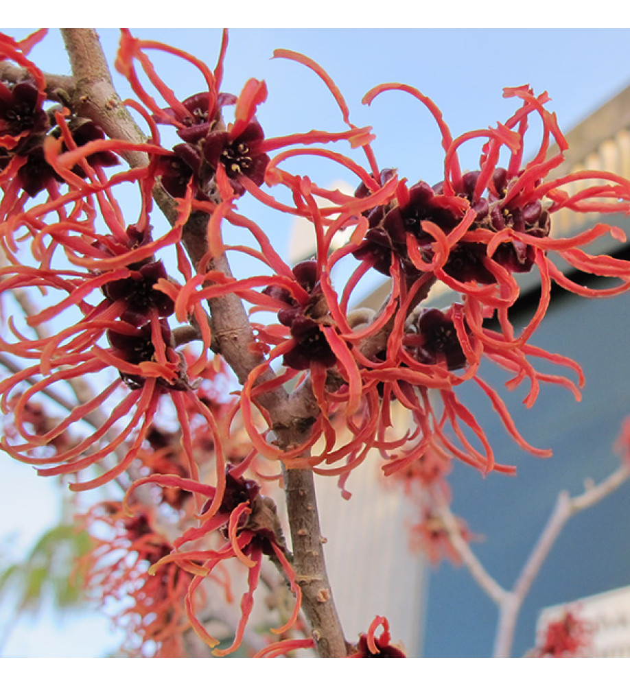 Hamamelis x intermedia Jelena (12lt)