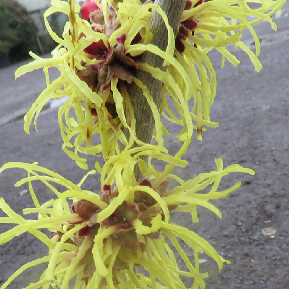 Hamamelis x intermedia Pallida (3lt)