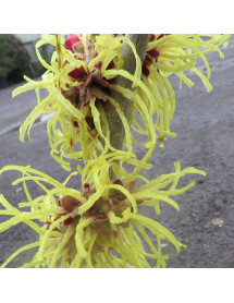 Hamamelis x intermedia Pallida (12lt)