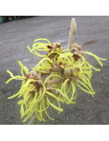 Hamamelis x intermedia Pallida (12lt)