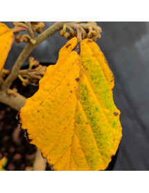 Hamamelis x intermedia Rubin (3lt)