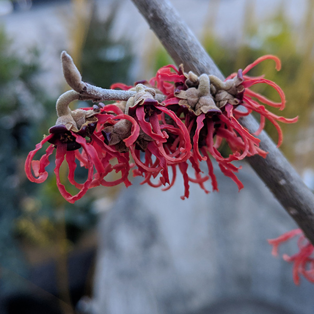 Hamamelis x intermedia Rubin (3lt)