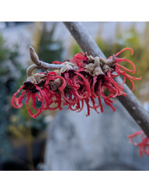 Hamamelis x intermedia Rubin (3lt)