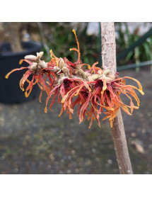 Hamamelis x intermedia Jelena (12lt)
