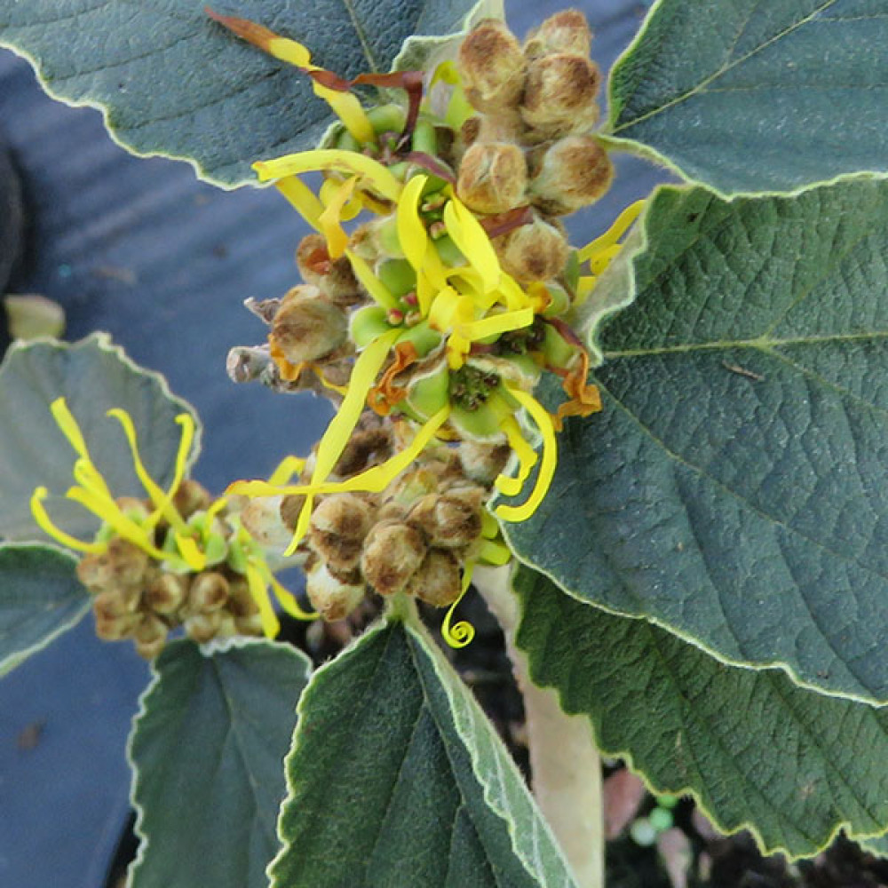 Hamamelis mollis (3lt)