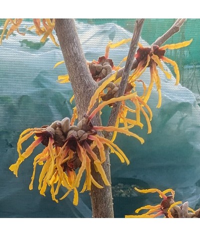 Hamamelis x intermedia Orange Beauty (12lt)