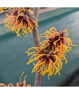 Hamamelis x intermedia Orange Beauty (12lt)