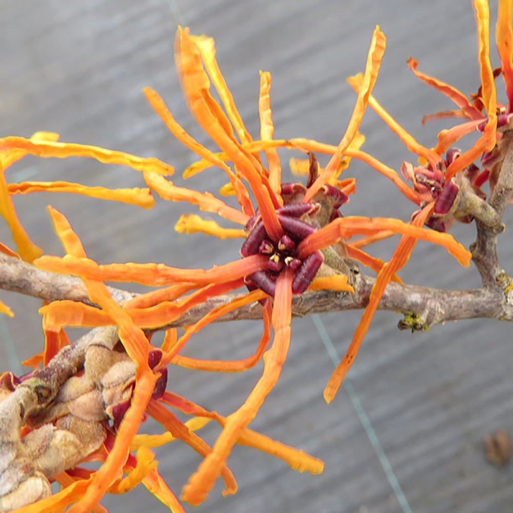 Hamamelis x intermedia Orange Beauty (5lt)