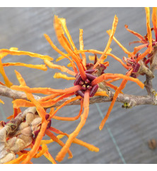 Hamamelis x intermedia Orange Beauty (2lt)