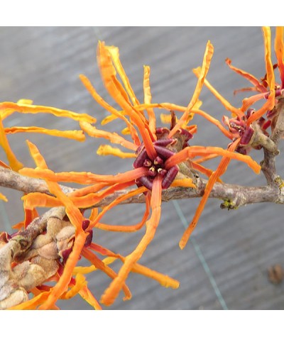 Hamamelis x intermedia Orange Beauty (3lt)