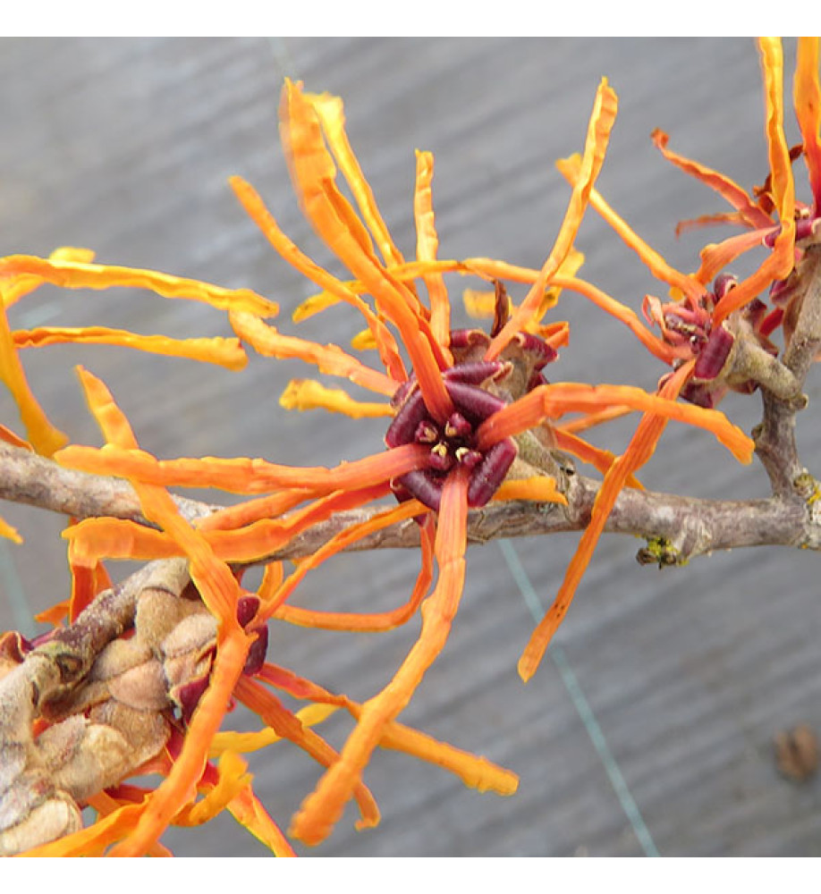 Hamamelis x intermedia Orange Beauty (3lt)
