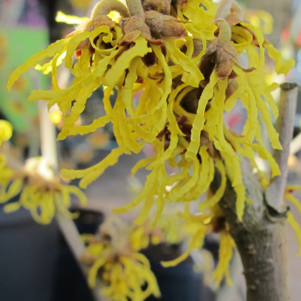 Hamamelis x intermedia Arnold Promise (2lt)