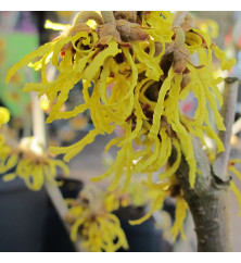 Hamamelis x intermedia Arnold Promise (2lt)
