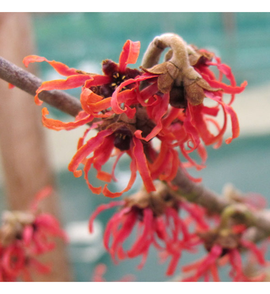 Hamamelis x intermedia Diane (12lt)