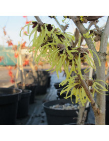 Hamamelis x intermedia Pallida (2lt)