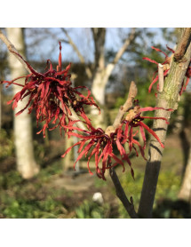 Hamamelis x intermedia Ruby Glow (2lt) Hamamelis x intermedia Ruby Glow (2lt)