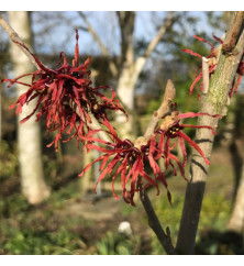Hamamelis x intermedia Ruby Glow (2lt)