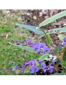 Hardenbergia violacea (3lt)