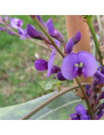 Hardenbergia violacea (3lt) Hardenbergia violacea (3lt)