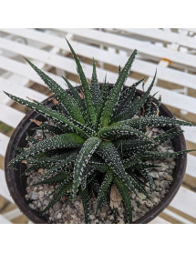 Haworthia attenuata Clariperla (1lt) Haworthia attenuata Clariperla (1lt)