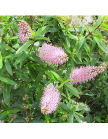 Hebe Great Orme (10lt)
