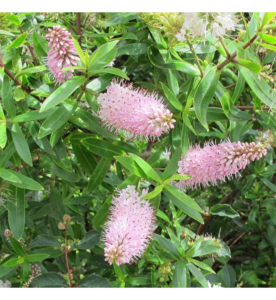 Hebe Great Orme (5lt)