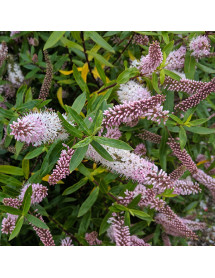 Hebe Great Orme (10lt)