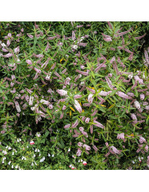 Hebe Great Orme (10lt)