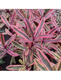 Hebe Jewel of the Nile (5lt)
